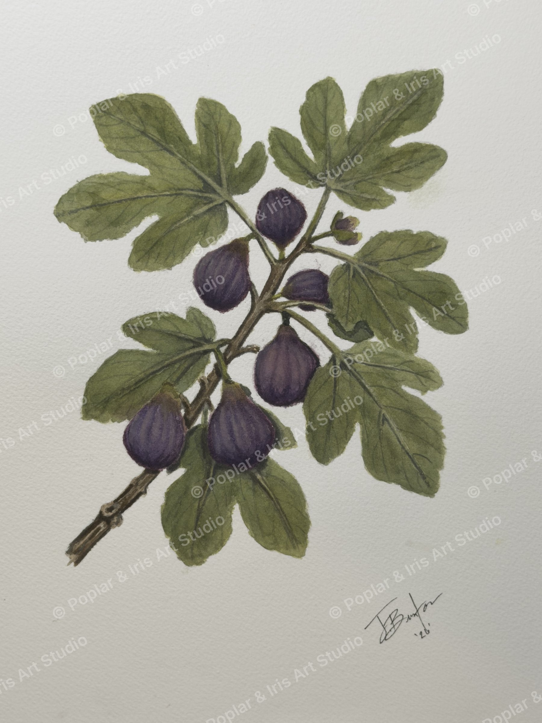 Cover image for the Botanicals collection